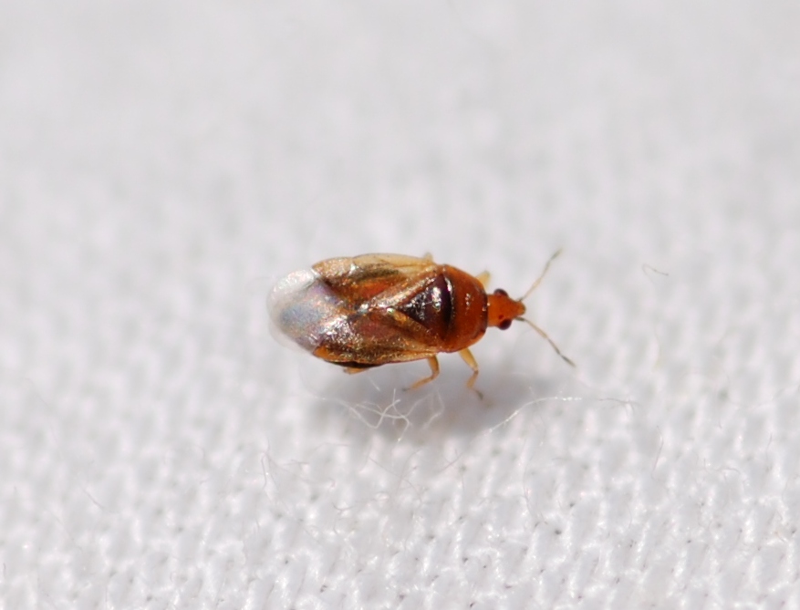 Anthocoridae: Orius laticollis laticollis